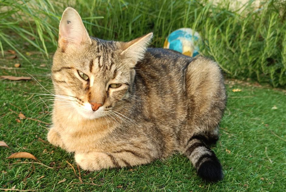 Disappearance alert Cat Male , 2 years Saint-Aunès France Disappearance alert Cat Male , 2 years Saint-Aunès France